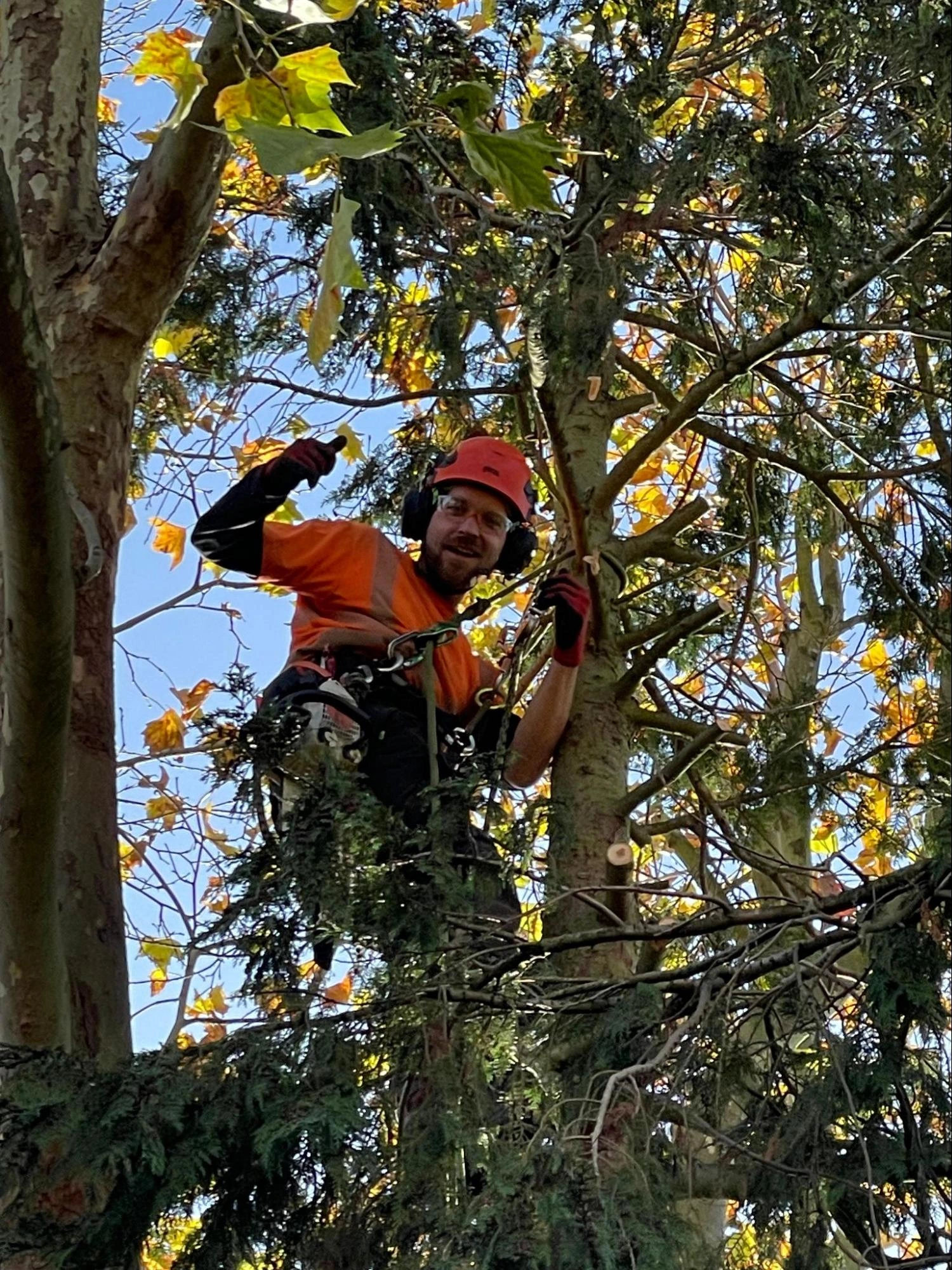 Gants Hill Tree Care Experts